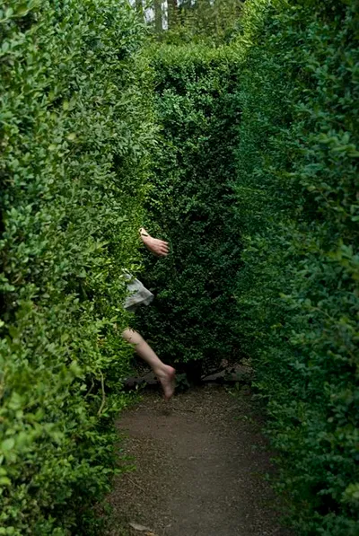 The maze
