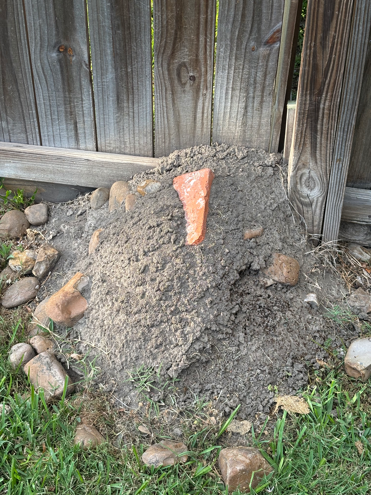 Ants
