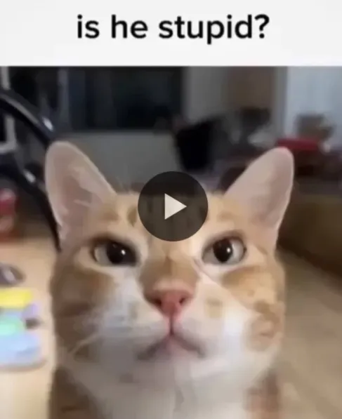 Public chat huh?
