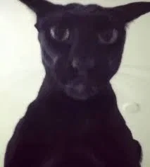 None of you saw that
