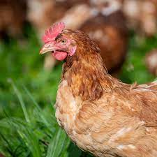 Chicken