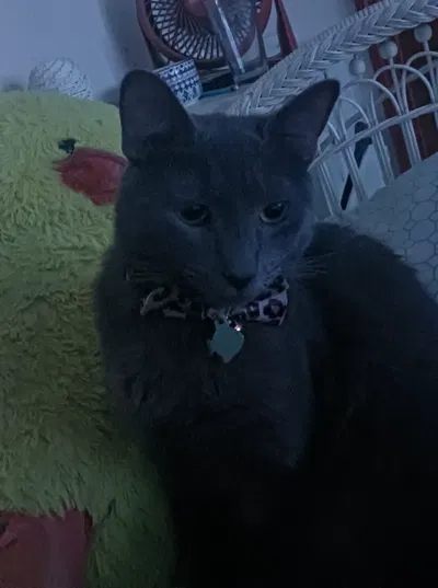 Very Fat Cat