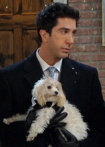Ross geller 