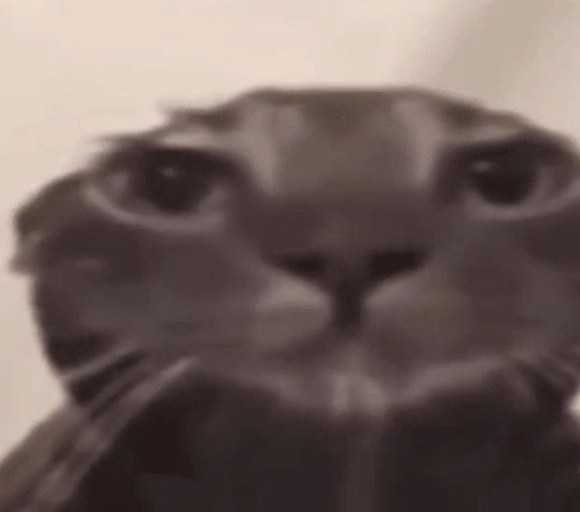 catto