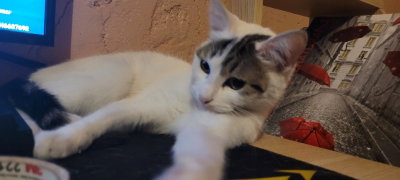 Kira - Mi gata 