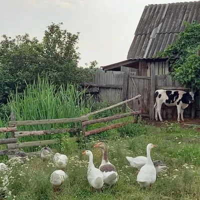 Farmhouse | Aspen Hollow