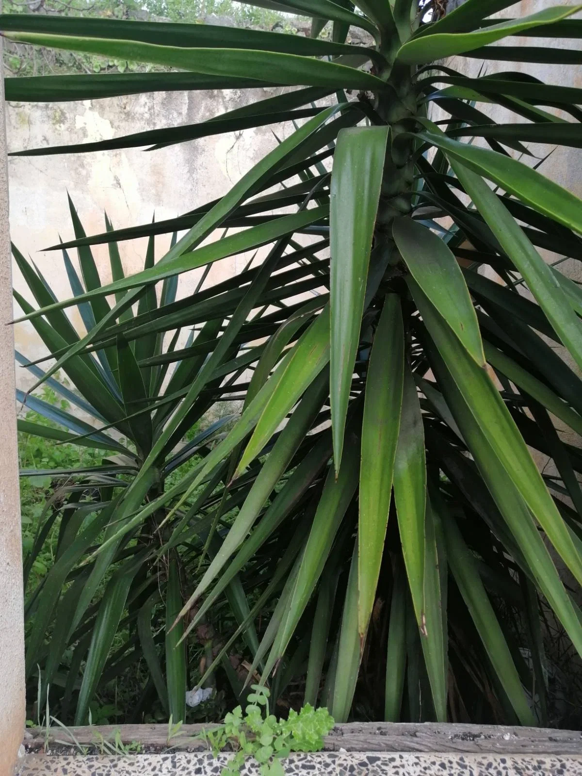 Plant