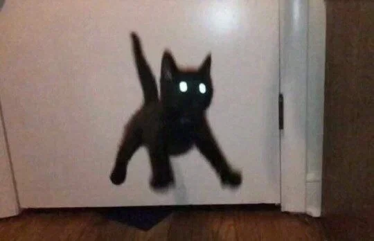 Very scared black kitty