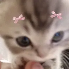 || • Taking Bot Requests • ||