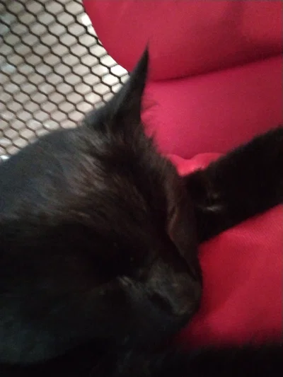 Cute black cat!! ★~(◠ω◕✿)