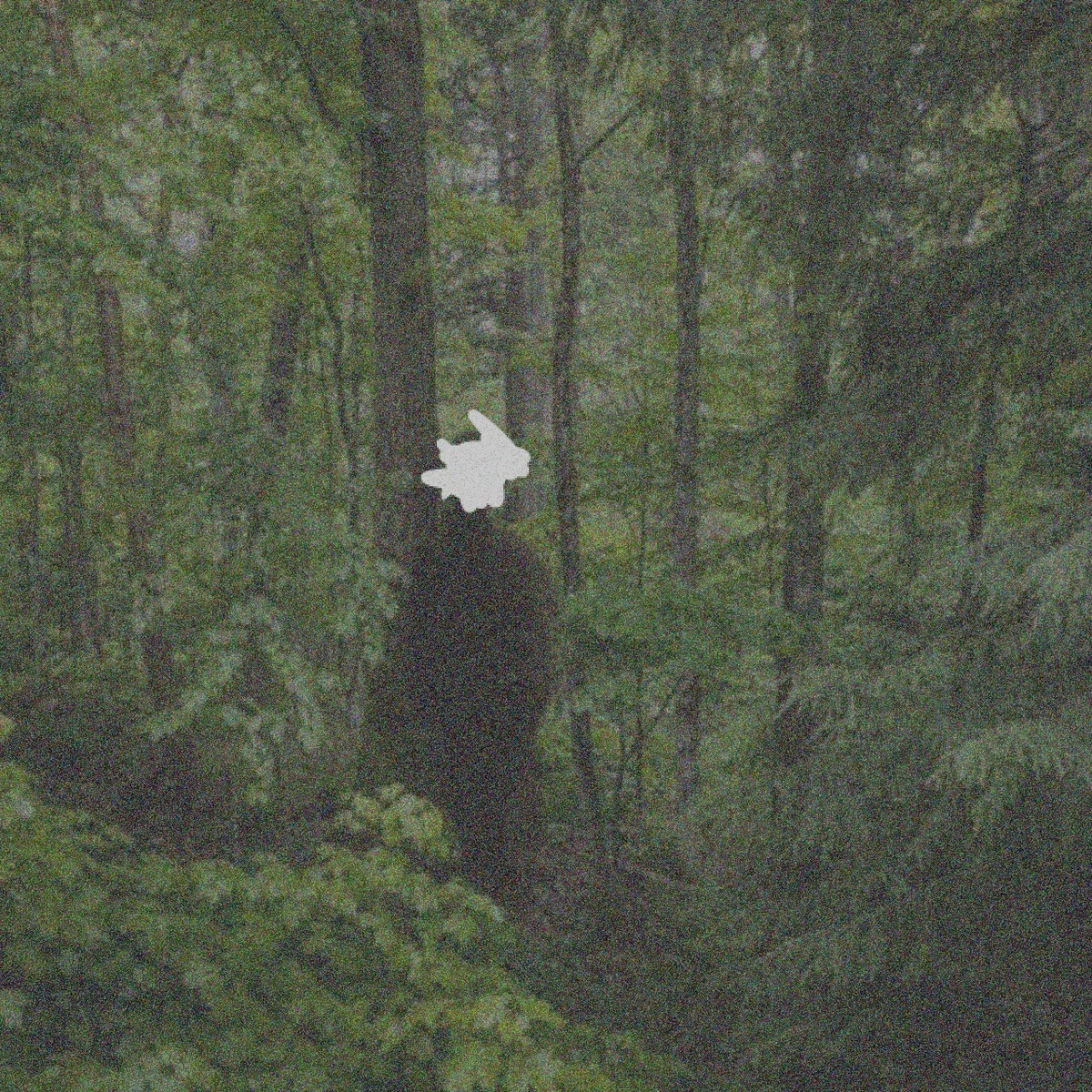 🌳👤 | The Forest Wanderer