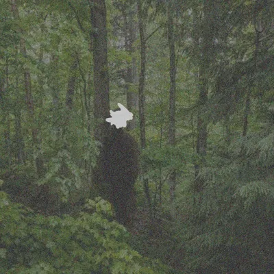 🌳👤 | The Forest Wanderer