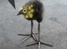 Bird Trio