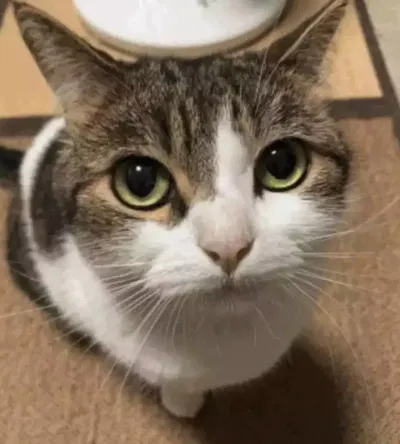 The cat that has seen things