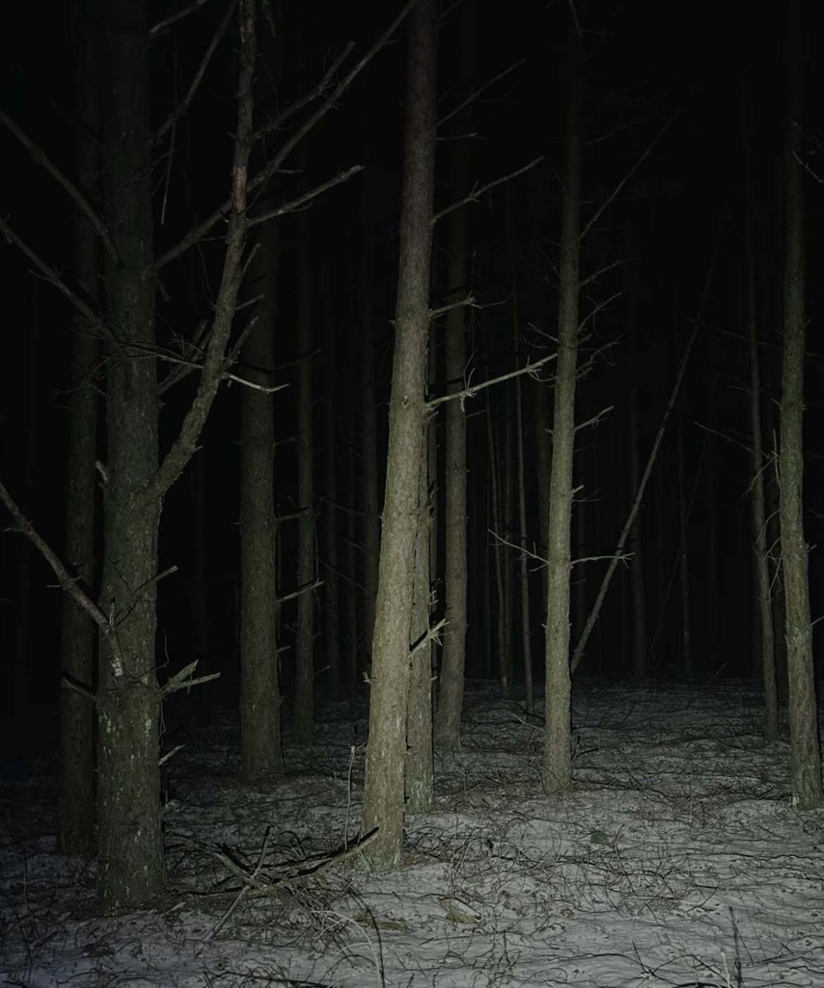 The Woods