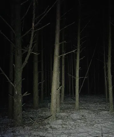 The Woods