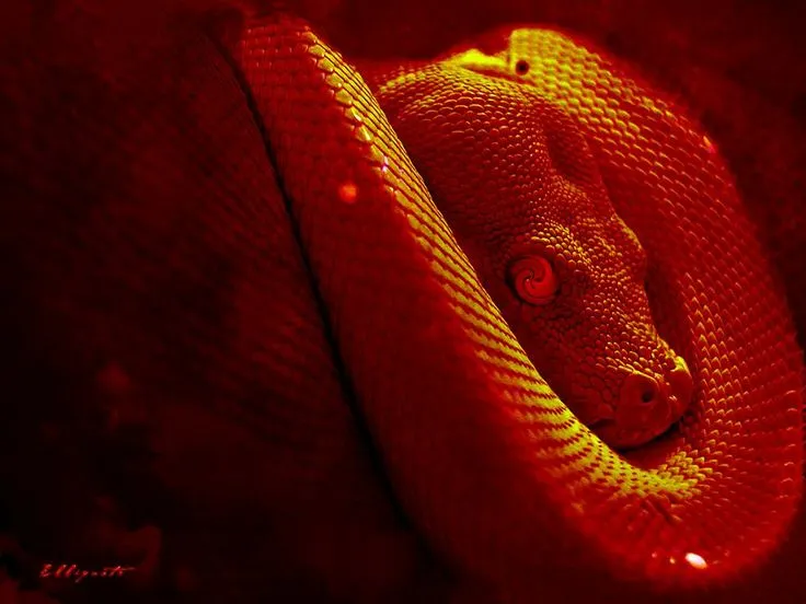 Snake
