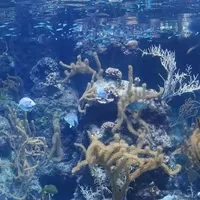 Aquarium TF