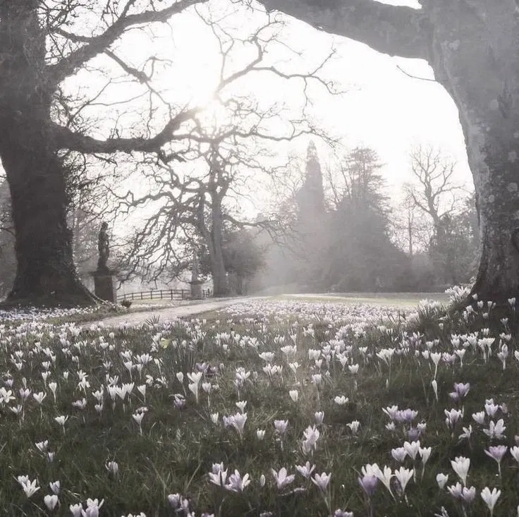 The Forest.