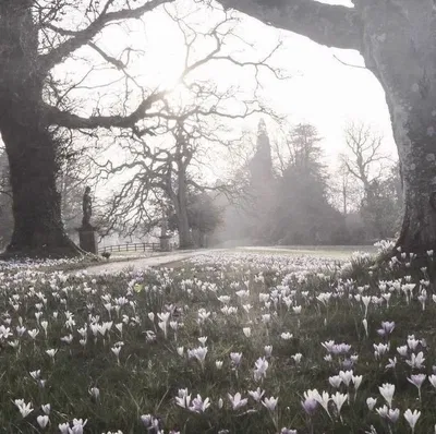 The Forest.