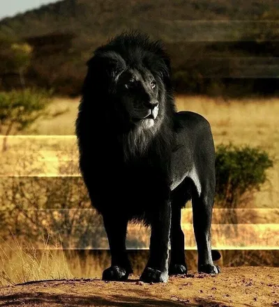 Haidar