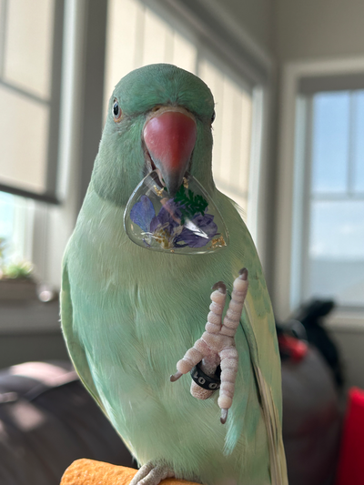 NOT A BOT— plz read!