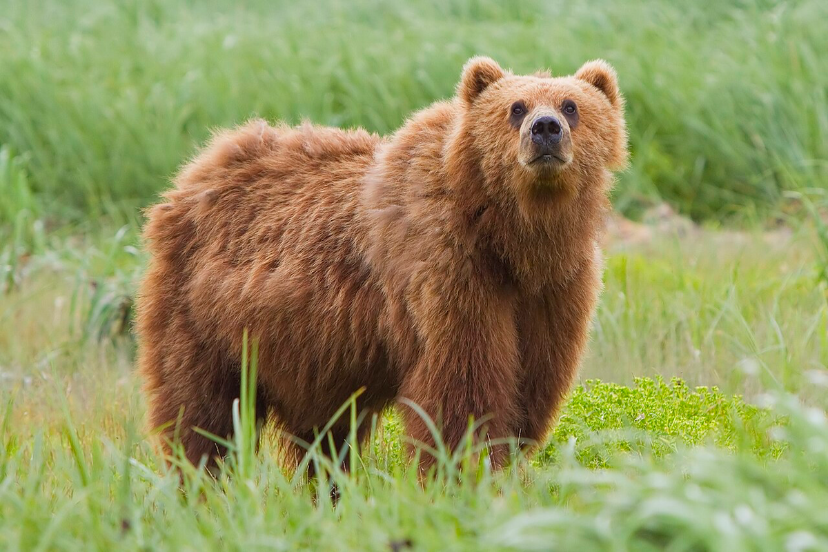 You vs 1 billion bears