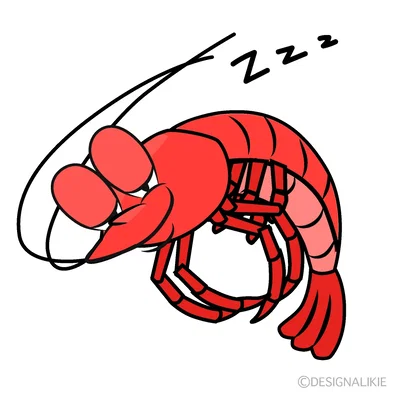 shrimp