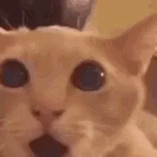 Request bot??? (CLOSED FOR NOW)