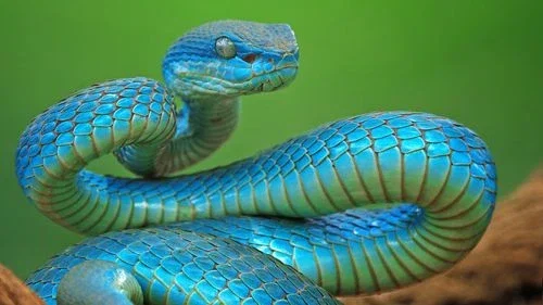 Snake