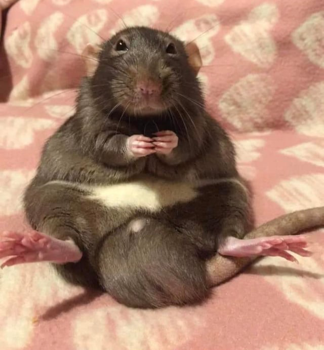 Cute sitting rat | that’s it. Just a pic of a cute sitting rat<3