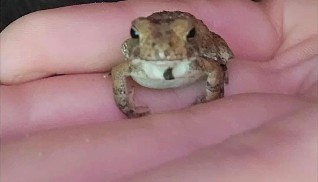 Frog 