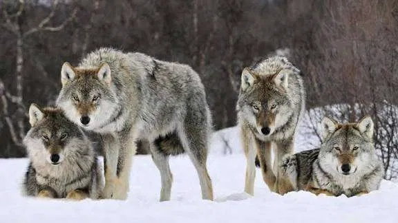 Wolf RPG