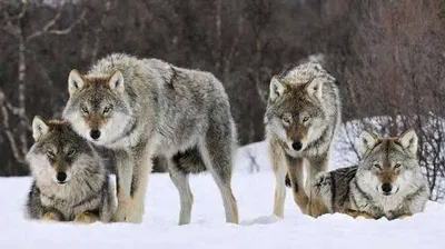 Wolf RPG