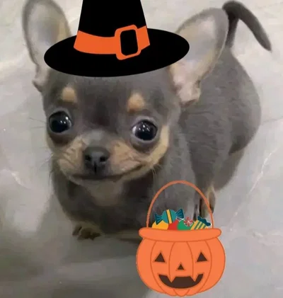 Halloween suggestion bot