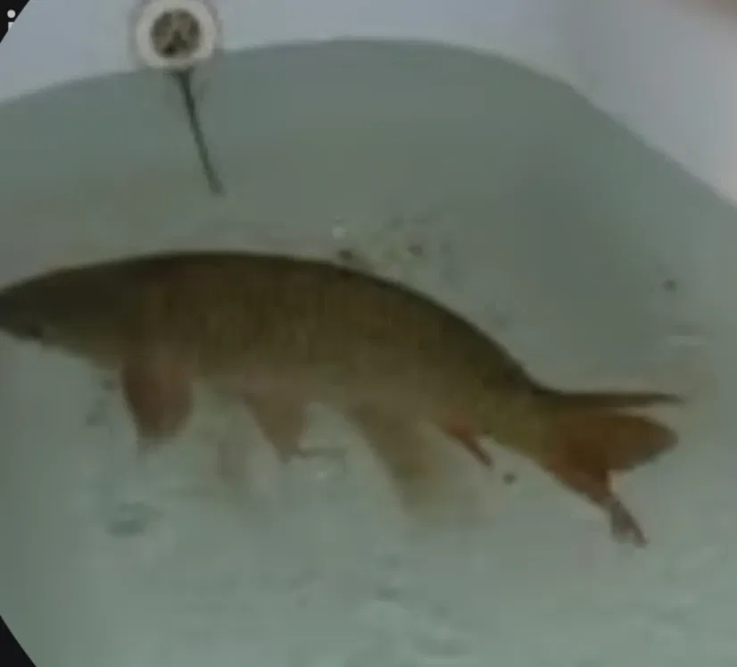 A carp in a bathub