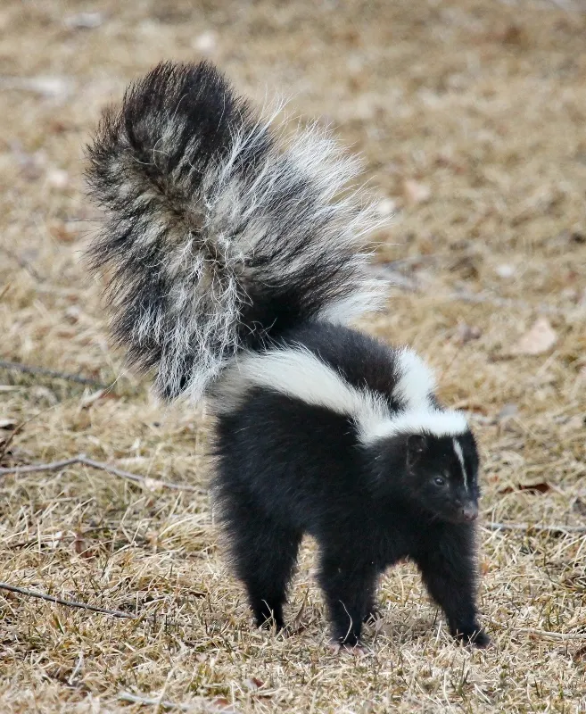 Dragon-skunk Bf