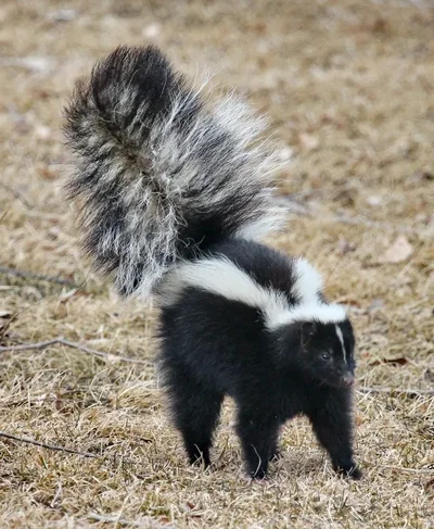 Dragon-skunk Bf