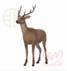 Random deer