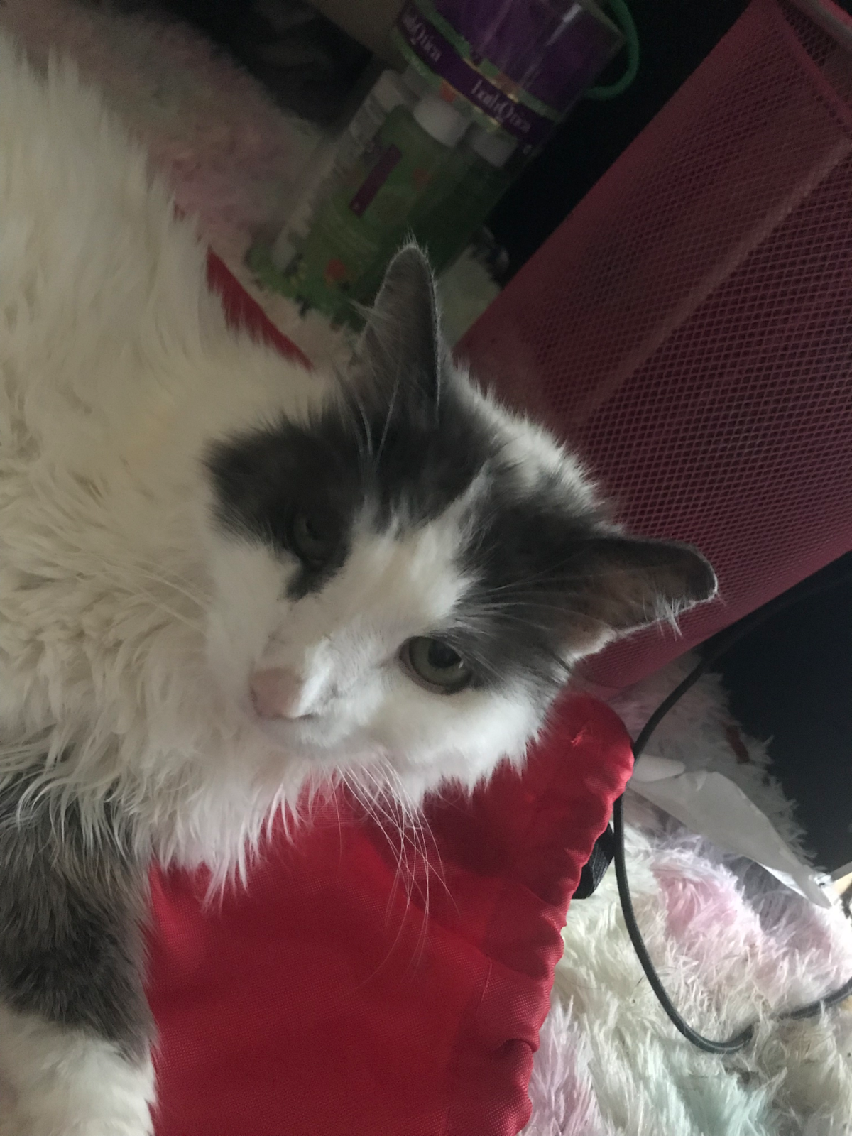 My ugly ass cat