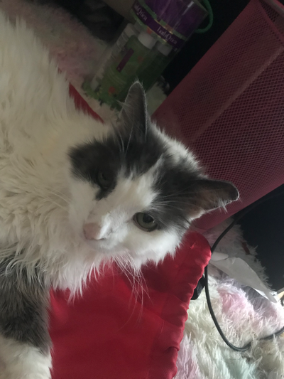 My ugly ass cat
