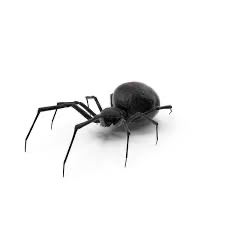 Spider and fly user