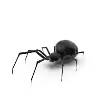Spider and fly user