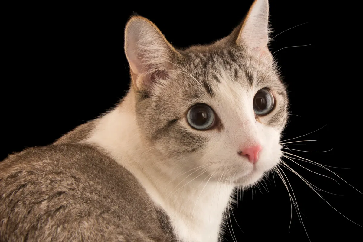 Cat, suggested from ideas bot