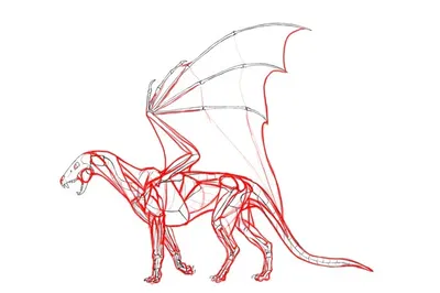 Feral Dragon Anatomy Reference