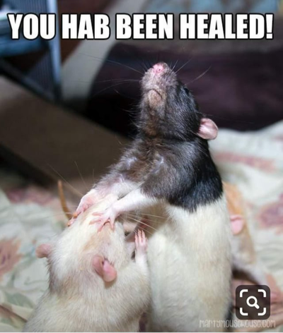 Cute and stupid rat meme - Jesus healing blind man reference 