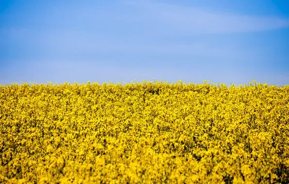 Golden Field - The Golden Flower Dragon