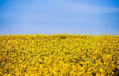 Golden Field - The Golden Flower Dragon