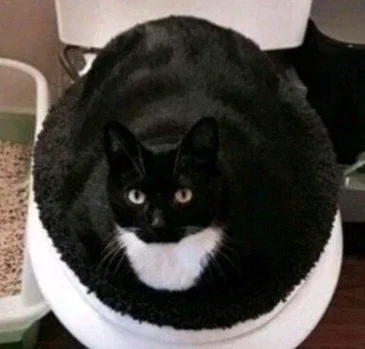 Silly fat cat 