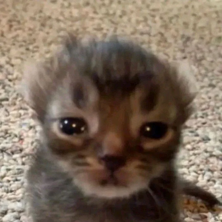   Prevention Cat